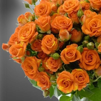 Oranžová trsová růže Smashing