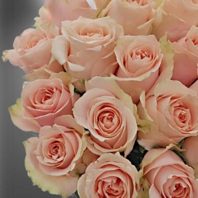 Růžová řezaná růže Harmony Peach