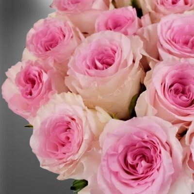 Růžová řezaná růže Mandala