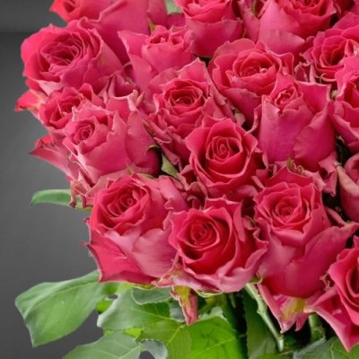 Růžová růže Pink Rhodos