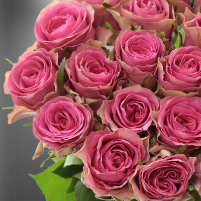 Růžová růže Shiary