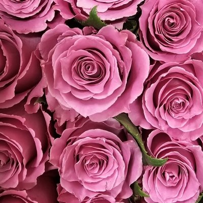 Růžové ekvádorské růže Breathless
