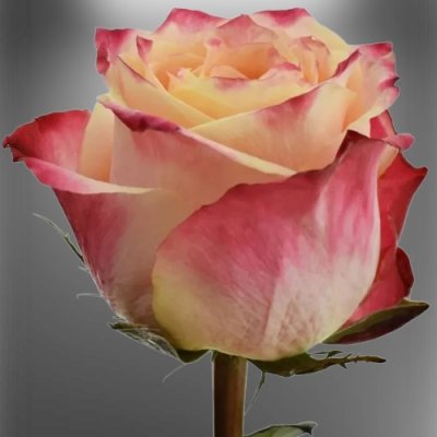 Vícebarevná růže Icon