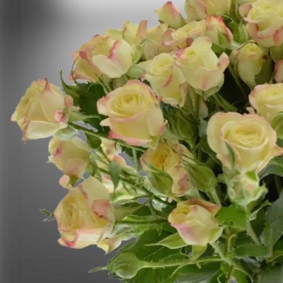 Žíhaná trsová růže Candelicious