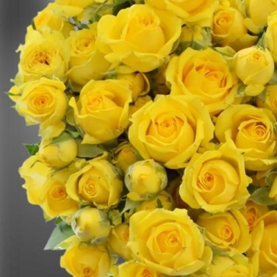 Žlutá trsová růže Tarantella
