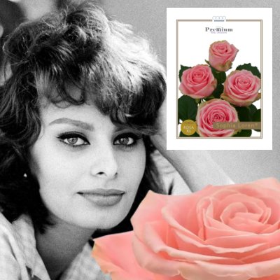 Sophia Loren - luxusní růžová růže