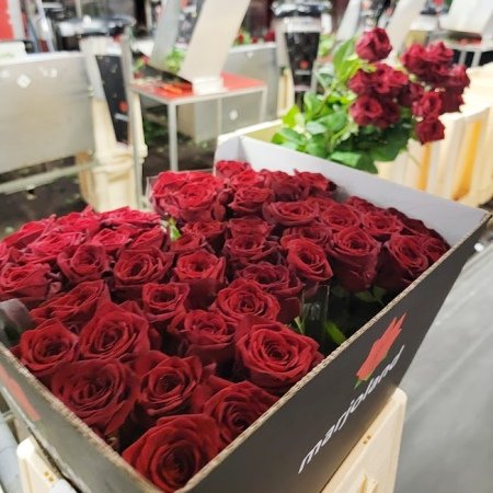 Unikátní růže Red Naomi XXL - exkluzivně na Florea.cz