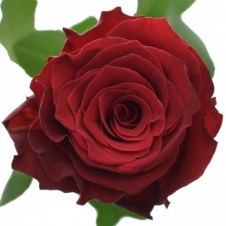 Dokonalá růže k Valentýnu 2024 - Rhodos