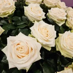 Jak vybrat správnou růži - průvodce od nákupčího Florea.cz