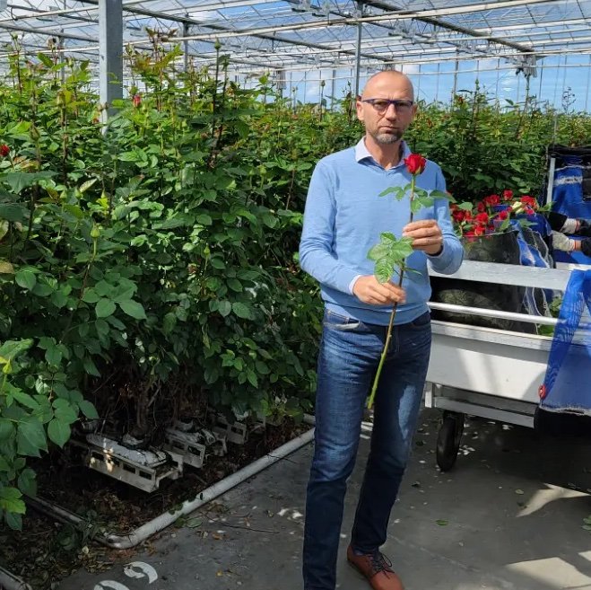 Růže, která vydrží dlouho ve váze, není náhoda