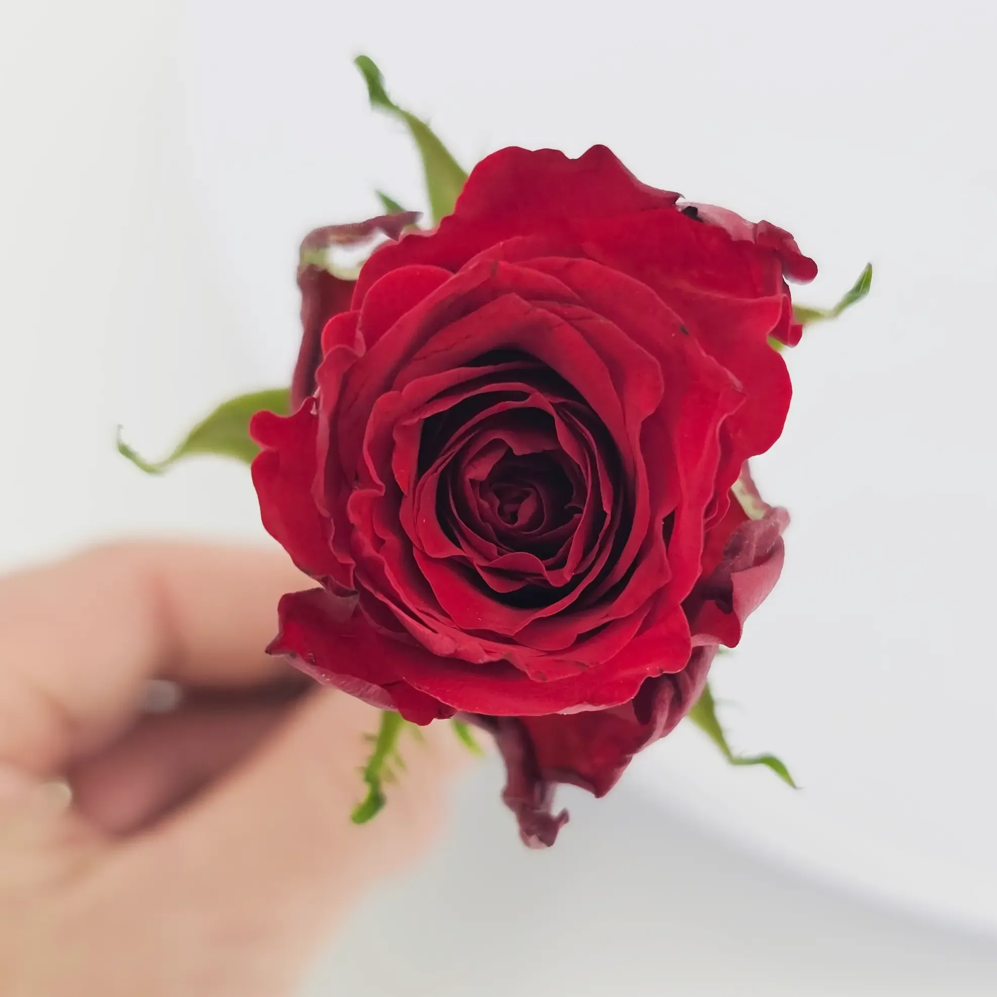 Co je stupeň zralosti růže a proč na tom záleží?