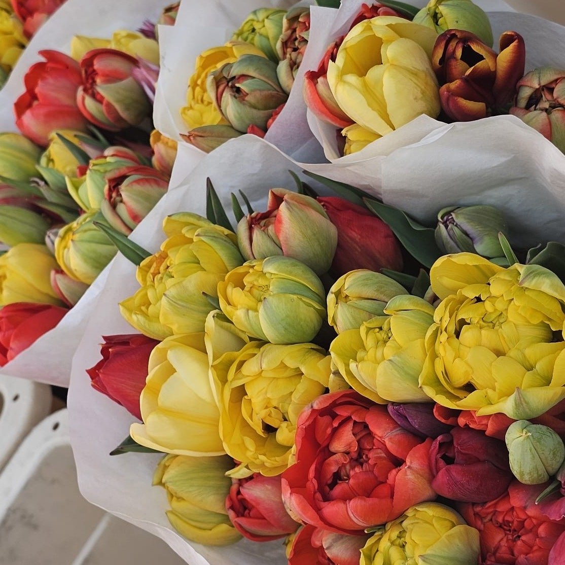 13 zajímavostí o tulipánech, které vás překvapí