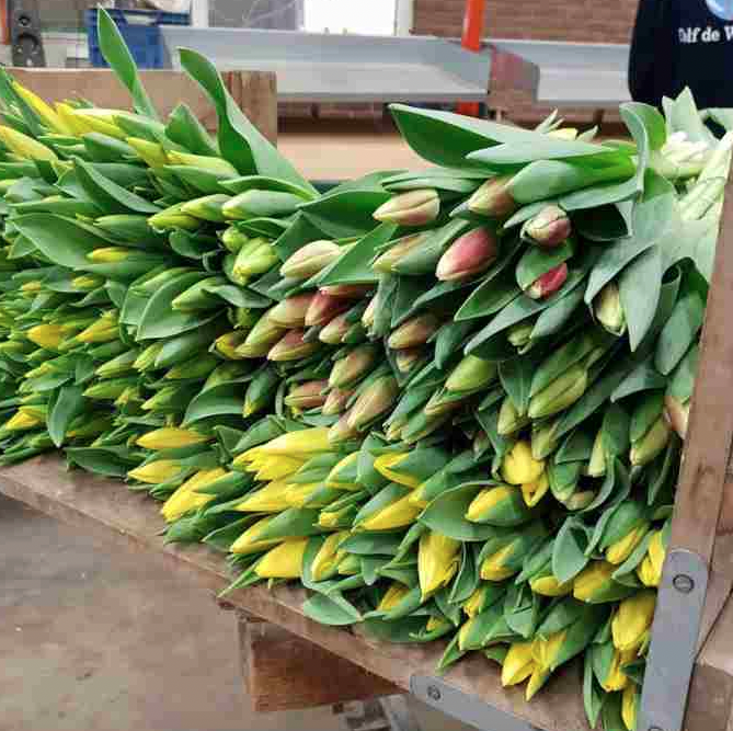 Jak se dnes pěstují tulipány v Holandsku? Co jsme viděli u pěstitelů