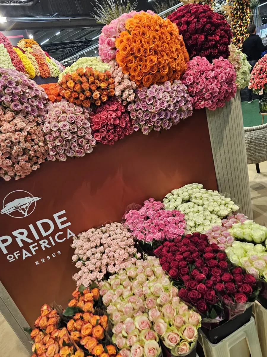 Barevná expozice růží Pride of Africa na snímku z archivu Florea