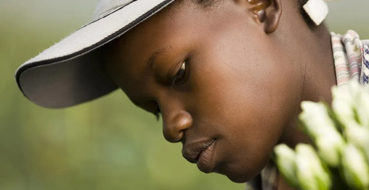 Pracovnice při sklizni růží na keňské farmě Pride of Africa
