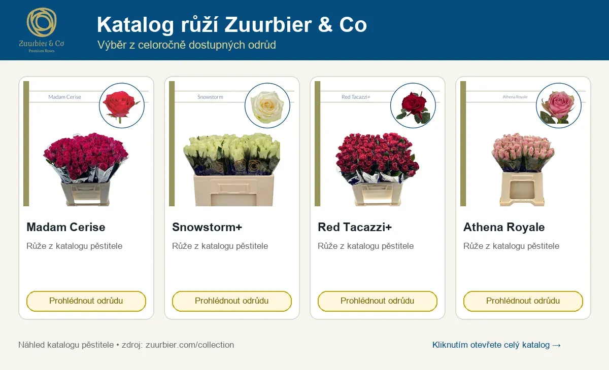 Náhled katalogu růží Zuurbier & Co: Madam Cerise, Snowstorm+, Red Tacazzi+ a Athena Royale
