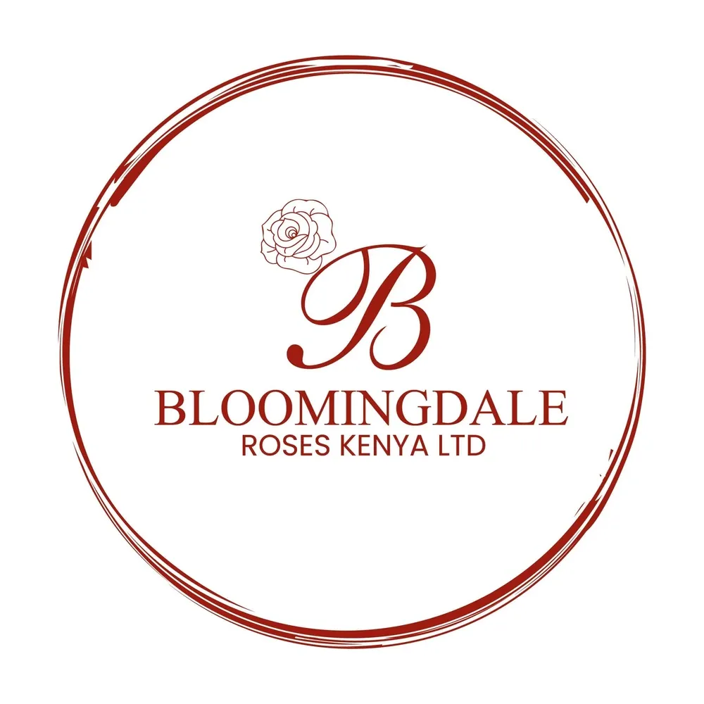 Bloomingdale Roses: velkokvěté růže z podhůří Mount Kenya