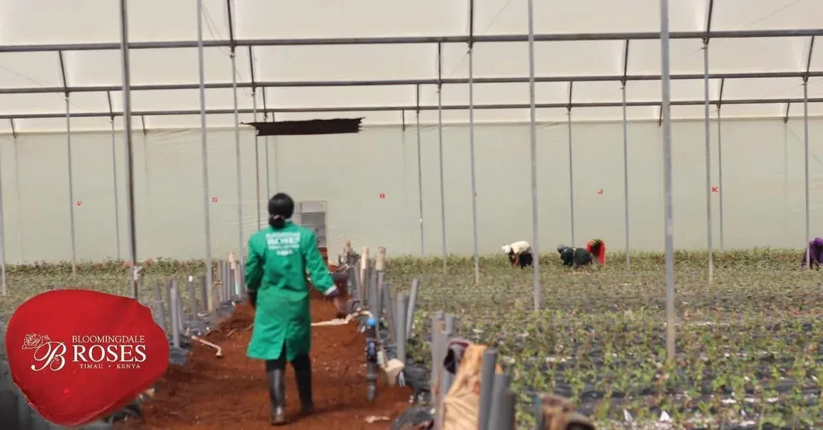 Lidé při práci mezi záhony růží ve skleníku Bloomingdale Roses