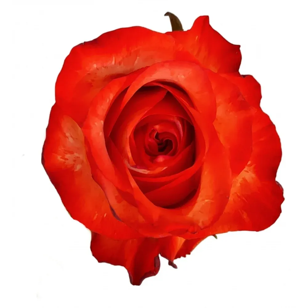 Detail rozvitého červeného květu růže Twinkle Blush