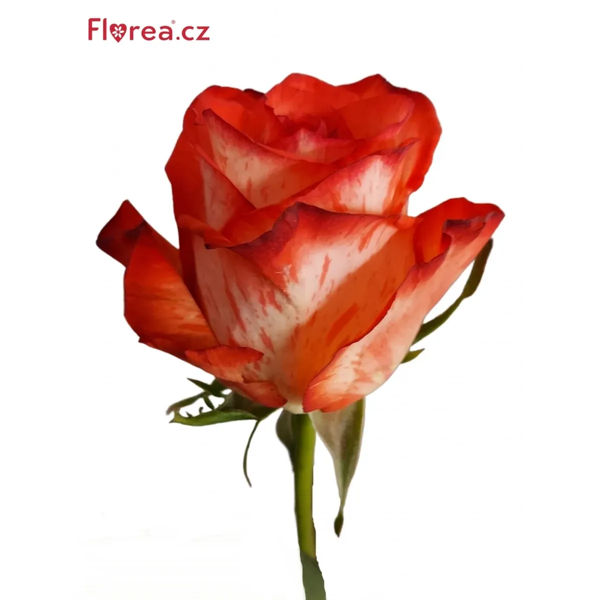 Červenobílá řezaná růže Twinkle Blush s rozvitým květem