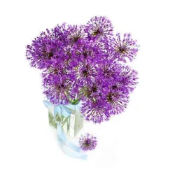 Česnek okrasný (Allium): co o něm víme?