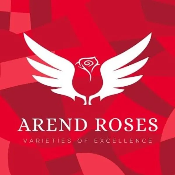 Arend Roses: historická reportáž z pěstírny růží