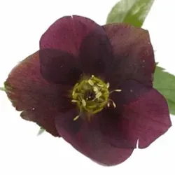 Čemeřice (Helleborus): vánoční růže, barvy, symbolika a péče ve váze
