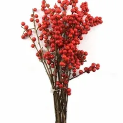 Cesmína (Ilex): symbol Vánoc, druhy, barvy a péče o řezané větve