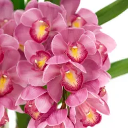 Orchidej člunatec (Cymbidium): co o ní víme?