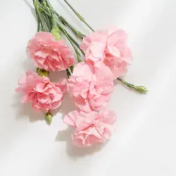 Karafiát (Dianthus): botanika, druhy, barvy a péče ve váze