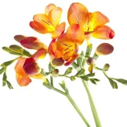 Frézie (Freesia): původ, symbolika, barvy a jak ji vybrat