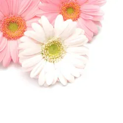 Gerbera: radostná květina od jižní Afriky po českou vázu