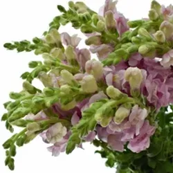 Hledík (Antirrhinum, snapdragon): původ, barvy, symbolika a péče ve váze