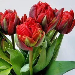 Jak pečovat o řezané tulipány