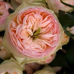 Pivoňkové zahradní růže David Austin od VIP Roses a Wans Roses