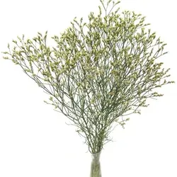 Statice (Limonium): původ, barvy, symbolika, sušení a péče ve váze