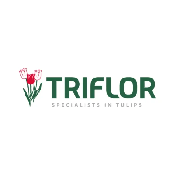 Triflor: rodinný pěstitel tulipánů z Nizozemska