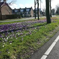 Květinové burzy Nizozemí