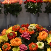 Výstava řezaných květin Flora Holland Fair 2014