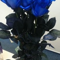 Kytička modrých růží