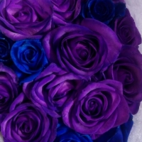 Kytice modro fialových růží