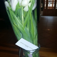 Kytice bílých tulipánů
