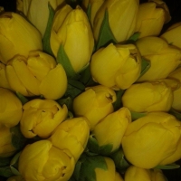 Kytička žlutých tulipánů
