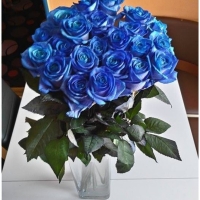 Pugét modrých růží