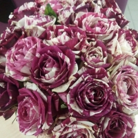 Doručení kytice do Domažlic - kytice růží Harlequin