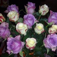 Doručení kytice do Havířova: Kytice růží Nightingale a Alison