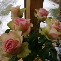 Doručení růží Belle Rose do Benešova