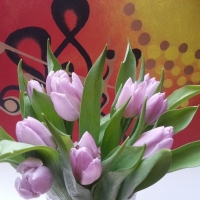 Doručení kytice tulipánů Candy Prince do Olomouce