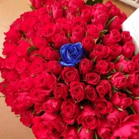 Doručení 100 růží Red Calypso + 1 modrá růže Blue Vendela