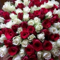 Doručená kytice sto růží